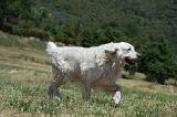 GOLDEN RETRIEVER 1169